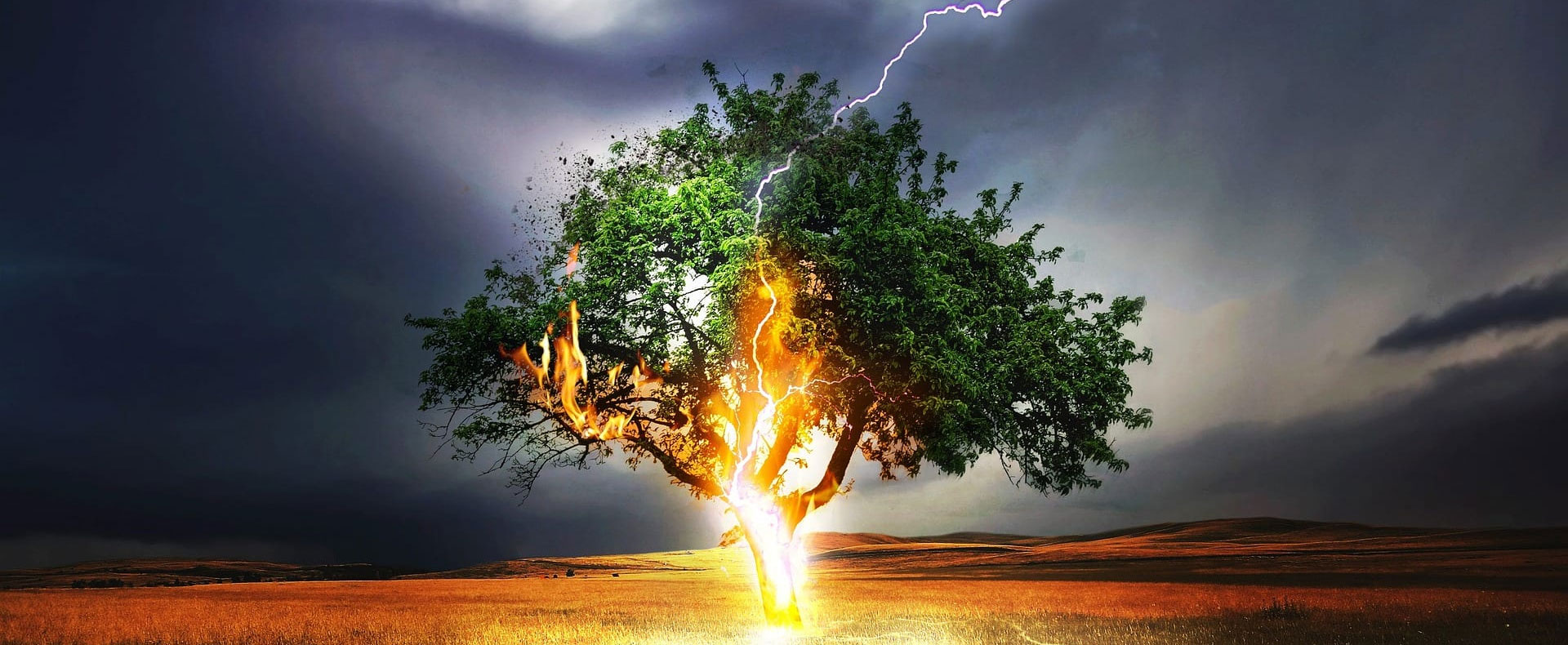tree service company in Denham Springs LA 