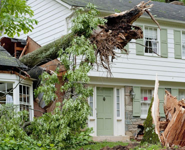 Tree Trimming Services in Denham Springs, LA